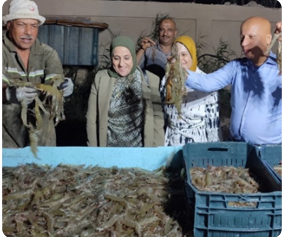 تجربة رائدة: استزراع الجمبري على مياه الآبار